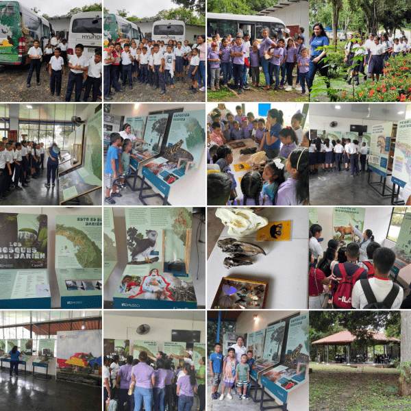 Exhibición “Los Bosques de Darién” del Biomuseo en Metetí – Fundación ...